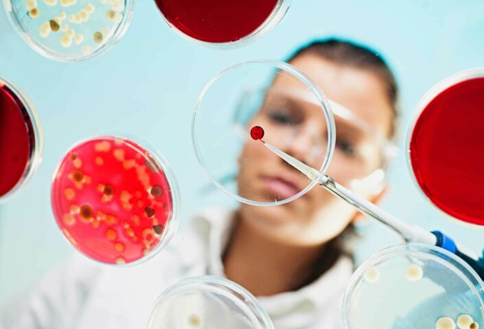 Scientist examining petri dishes